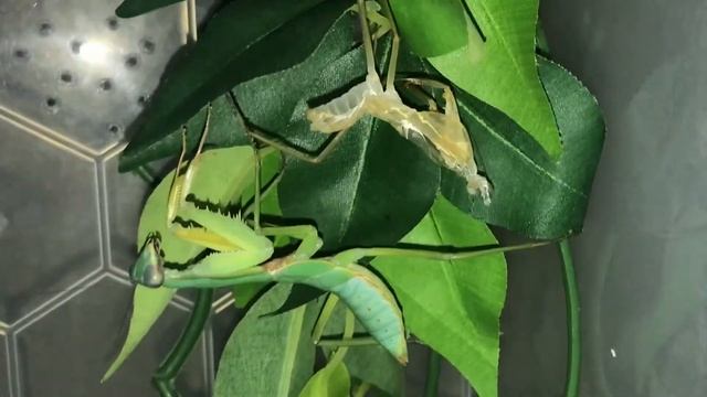 My Rhombodera basalis moulted. смотреть онлайн