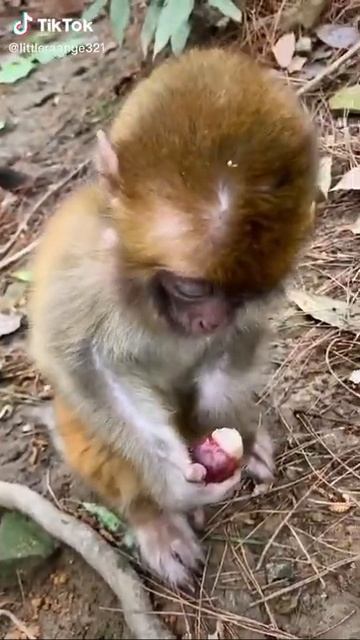 Monkey so cute! смотреть онлайн