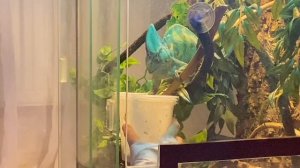 Кормление хамелеона