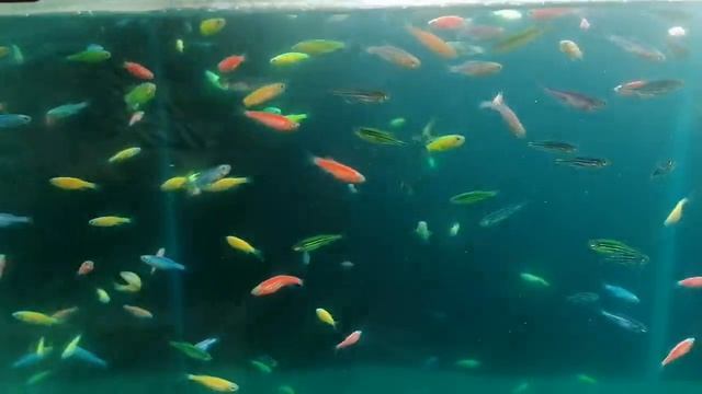 Данио Глофиш смотреть онлайн