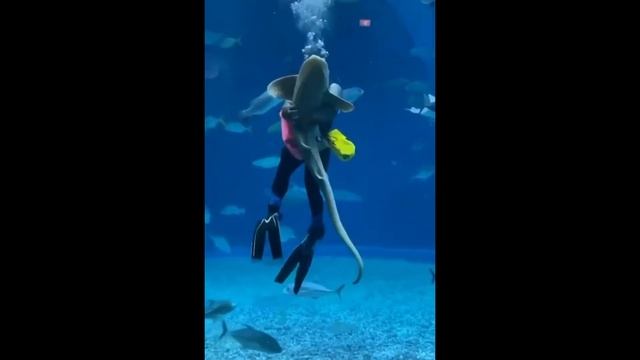 Повелители морей. Акулы. Lords of the seas. Sharks смотреть онлайн