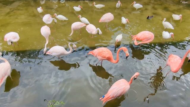 Club Flamingo has Orange Pink Flamingos & Pale Pink, White Ibis & Common Moorhen at Gatorland! смотреть онлайн
