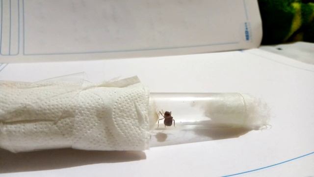 Pogonomyrmex barbatus reina смотреть онлайн