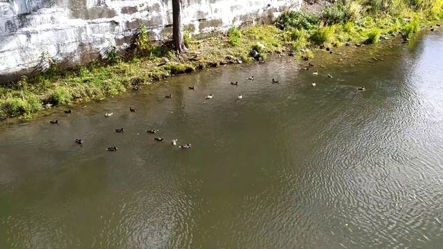 Аша. Стая уток у входа в парк. смотреть онлайн