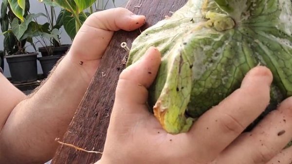 Como plantar o Platycerium superbum na tábua (posição natural)