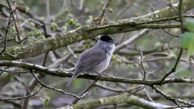 Blackcap (Sylvia atricapilla) смотреть онлайн