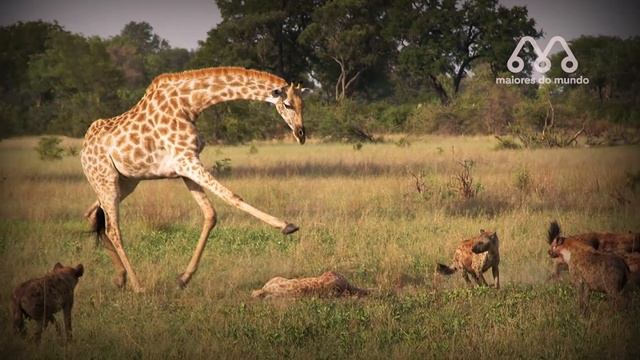 QUANDO AS HIENAS ENCONTRAM A GIRAFA смотреть онлайн