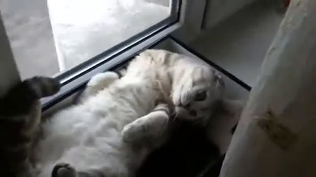 Мой котэ смотреть онлайн
