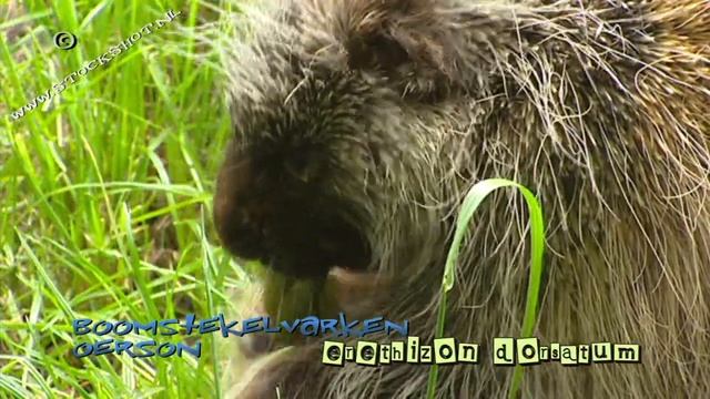 Porcupine & baby - Boomstekelvarken - Erethizon dorsatum смотреть онлайн