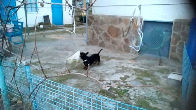 Порву,не подходите!!)) смотреть онлайн