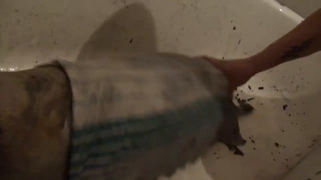 злой кабан смотреть онлайн