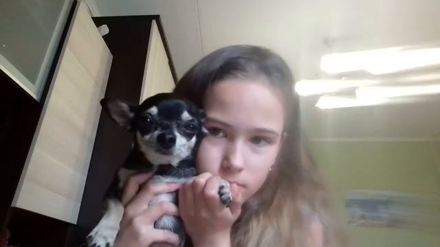 Любимые питомцы видео 2 . смотреть онлайн