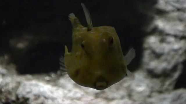 Longhorn cowfish смотреть онлайн