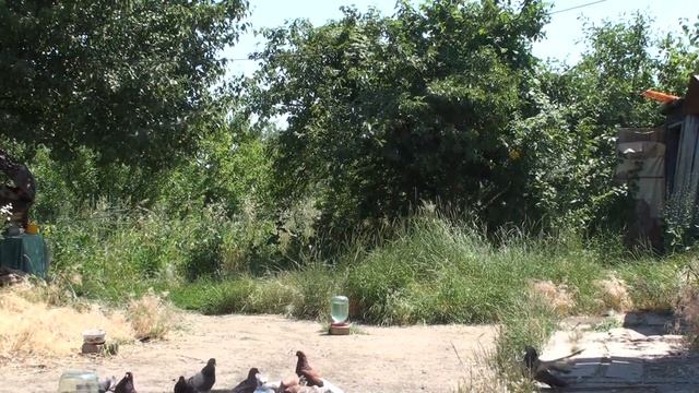 Жена привезла голубей с Полтавы.27.06.19. смотреть онлайн