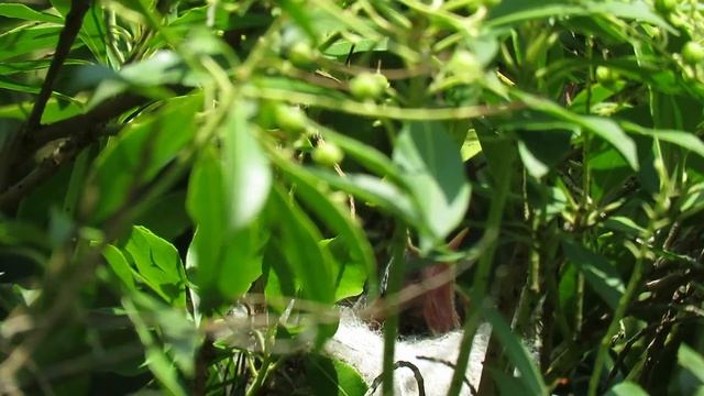 Sedmihlásek hajní, Hippolais icterina, Icterine Warbler смотреть онлайн