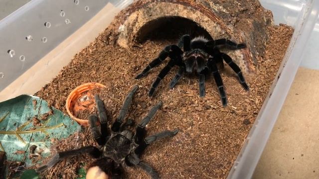 Brachypelma Vagans mating behavior смотреть онлайн