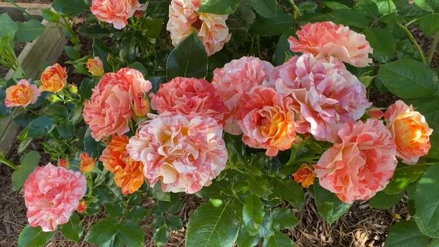 Alfred Sisley Rose June 2022