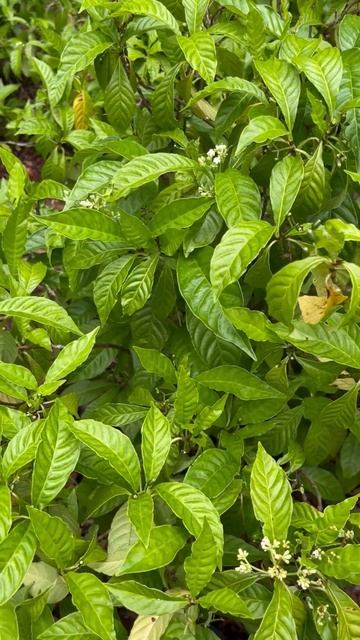 Wild Coffee Plant - Psychotria смотреть онлайн