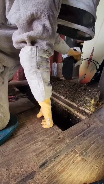 bee hive from inside the house #shorts смотреть онлайн