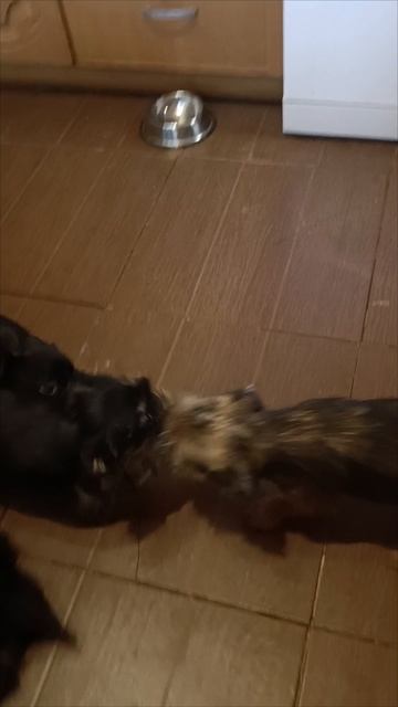 Питомник Dolche Vita Cane предлагает щенков Гриффинов и брабансона