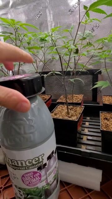 Bruce Leef 420bruceleef - Topping Clones cutting em off смотреть онлайн