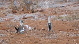 Голубоногий Олуша. Удивительные птицы с яркими лапами.