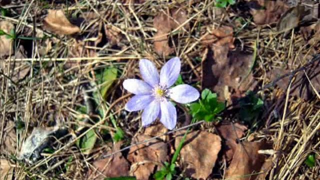 красота цвета и форм природы смотреть онлайн