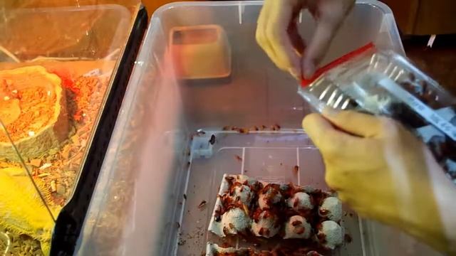 【飼育観察】解放！レッドローチ地獄牧場！【ゴキ注意】Red Roach Farming!! смотреть онлайн