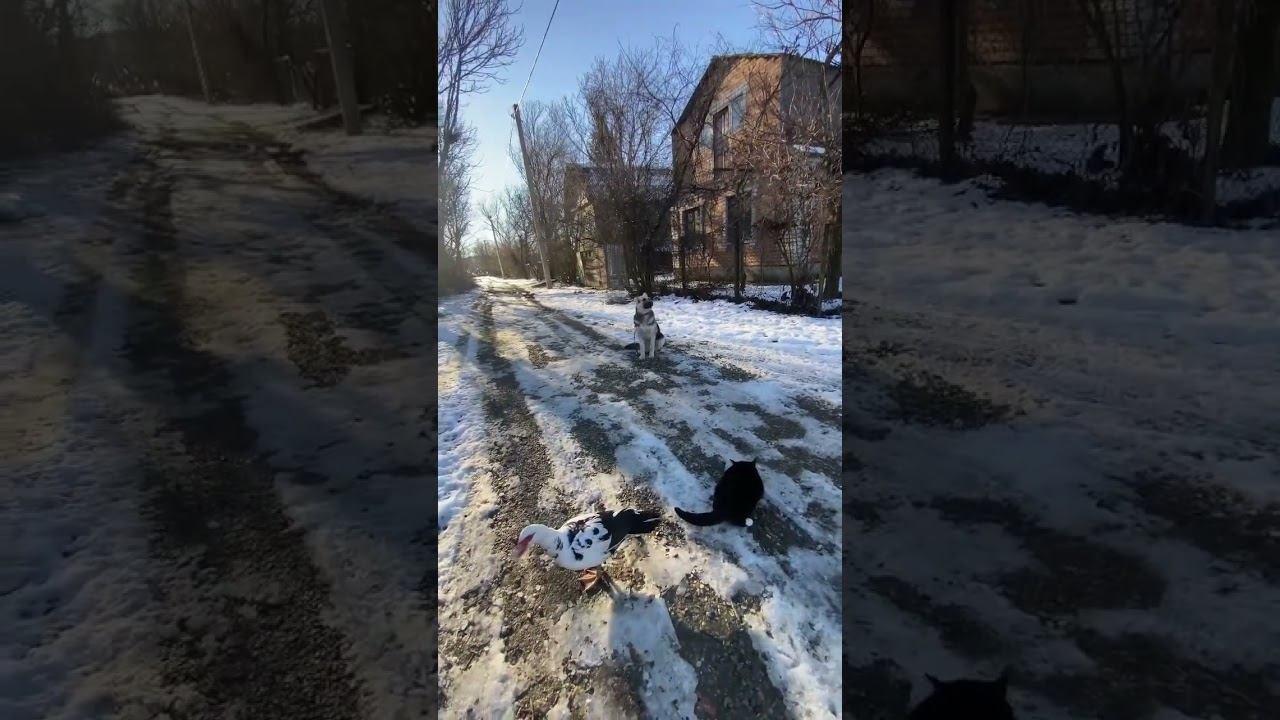 Отработка команды сидеть-Восточно-европейская овчарка Рада смотреть онлайн