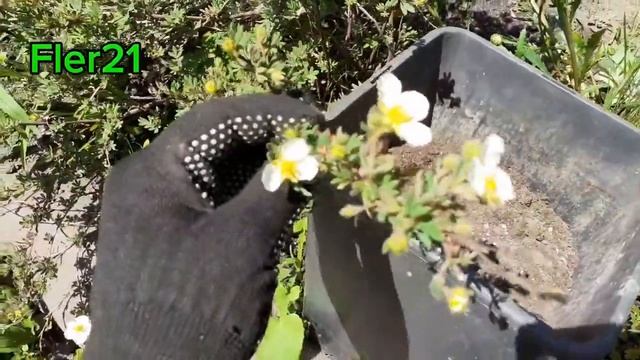 ЛАПЧАТКА! САМОЕ ВРЕМЯ УКОРЕНЯТЬ!#fler21#лапчатка#укоренение #размножение#cад#декоративныекустарники