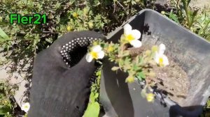 ЛАПЧАТКА! САМОЕ ВРЕМЯ УКОРЕНЯТЬ!#fler21#лапчатка#укоренение #размножение#cад#декоративныекустарники