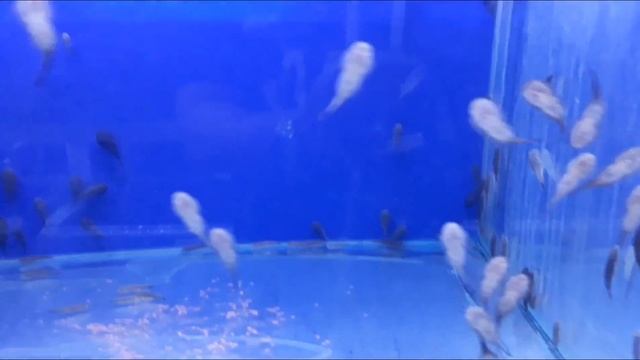 CHEGOU A ARUANÃ! ESCOLHI NA IMPORTADORA O MELIODAS E A NOVA FAUNA ! смотреть онлайн