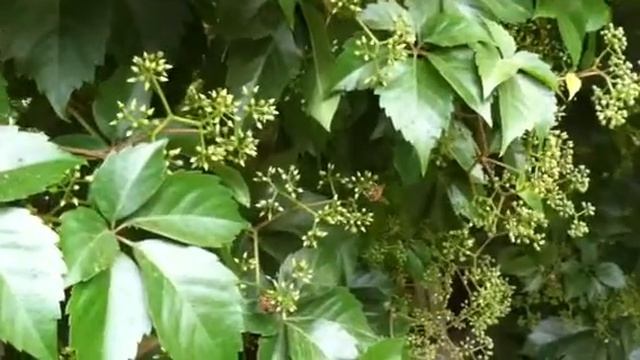 Api su fiori di vite americana смотреть онлайн
