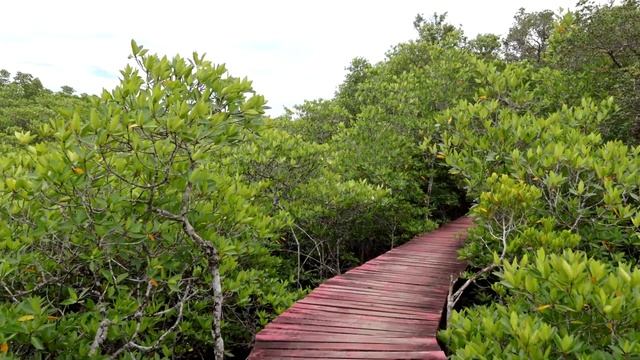 Salak Phet mangrove Forest and waterfall on Koh Chang, Thailand смотреть онлайн