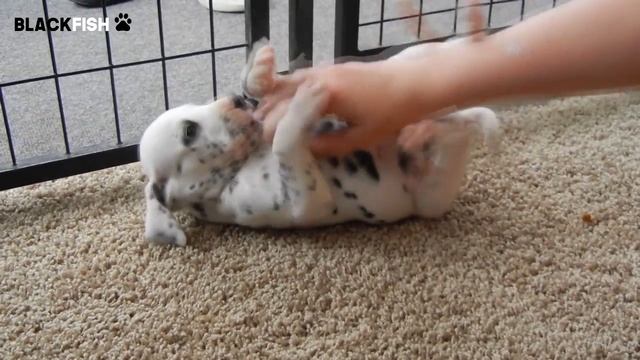 Adorabili cuccioli di DALMATA смотреть онлайн