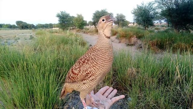 Teetar voice | teetar sound | gray francolin teetar awaz | female teetar awaz смотреть онлайн