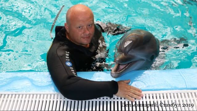 Дельфинарий, Стамбул 2019 смотреть онлайн