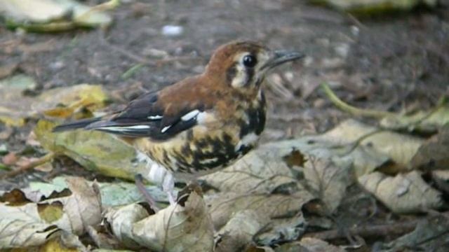 Red-backed Thrush, Wraysbury GPs 29th Oct 2009 смотреть онлайн