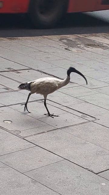 IBIS BIRD 🇦🇺🪃🐦🦜🦅🕊 смотреть онлайн