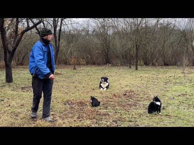 Работа собаки на поводке и без поводка/ Дрессировка с котами/ Дворянин Агат 8 мес смотреть онлайн