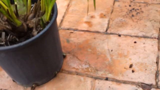 Orchids: what causes black tip смотреть онлайн