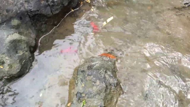 Menemukan Banyak Lobster, Ikan Aligator, Ikan Channa, Ikan Cupang, Kepiting Dan Keong. смотреть онлайн
