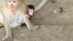 Hot News! Very hungry milk Pityfull small baby monkey Love monkey lovely baby