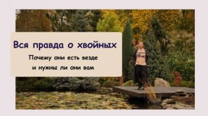 ВСЯ ПРАВДА О ХВОЙНЫХ: почему они есть везде и нужны ли они вам