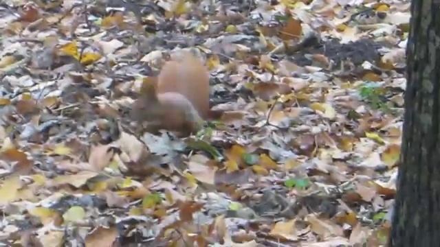 Приключения белки смотреть онлайн