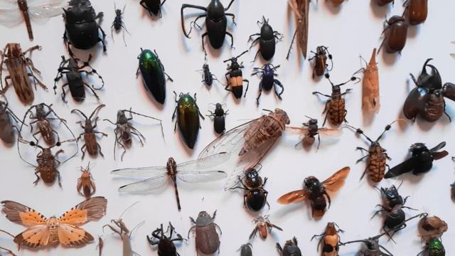 SABIÁ LARANJEIRA O FLAUTISTA DA NATUREZA смотреть онлайн