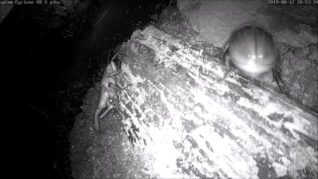 Dynastes hercules Pärchen смотреть онлайн