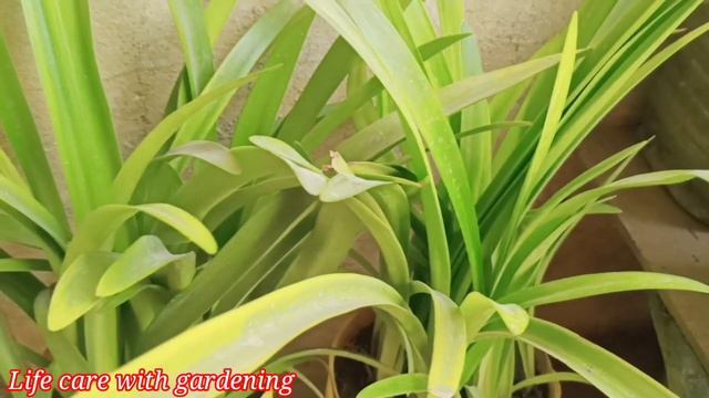 Amaryllis Lily Care Tips Summer ofter flowering ll लिली के बल्ब अगले साल के लिए कैसे सुरक्षित रखें смотреть онлайн