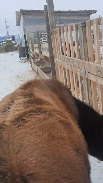 Султан джерсейская порода возраст один год три месяца. смотреть онлайн