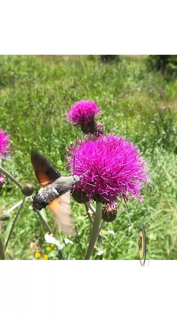 Hummingbird hawk-moth 🦋 Slow-Mo 🌸 смотреть онлайн